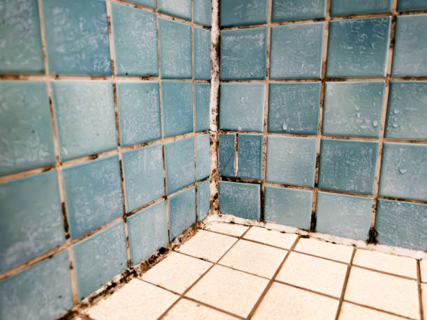 Best Environmental Consulting for Mold Prevention  in Smithville Sanders, IN