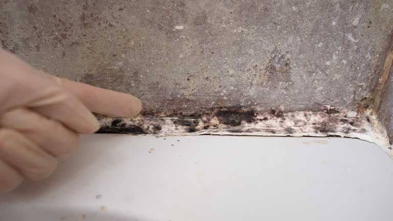 Best Mold Prevention Services  in Smithville Sanders, IN