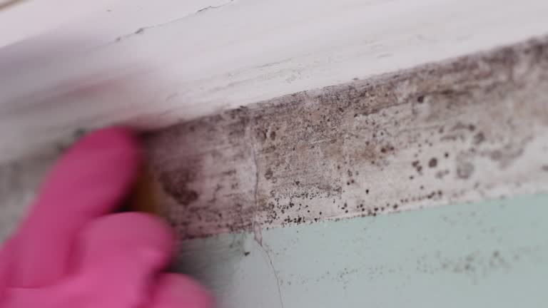 Best Mold-Related Health Consultation  in Smithville Sanders, IN